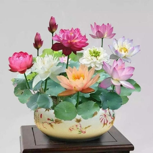 Bonsai Lotus Flower Seeds Pack of 80